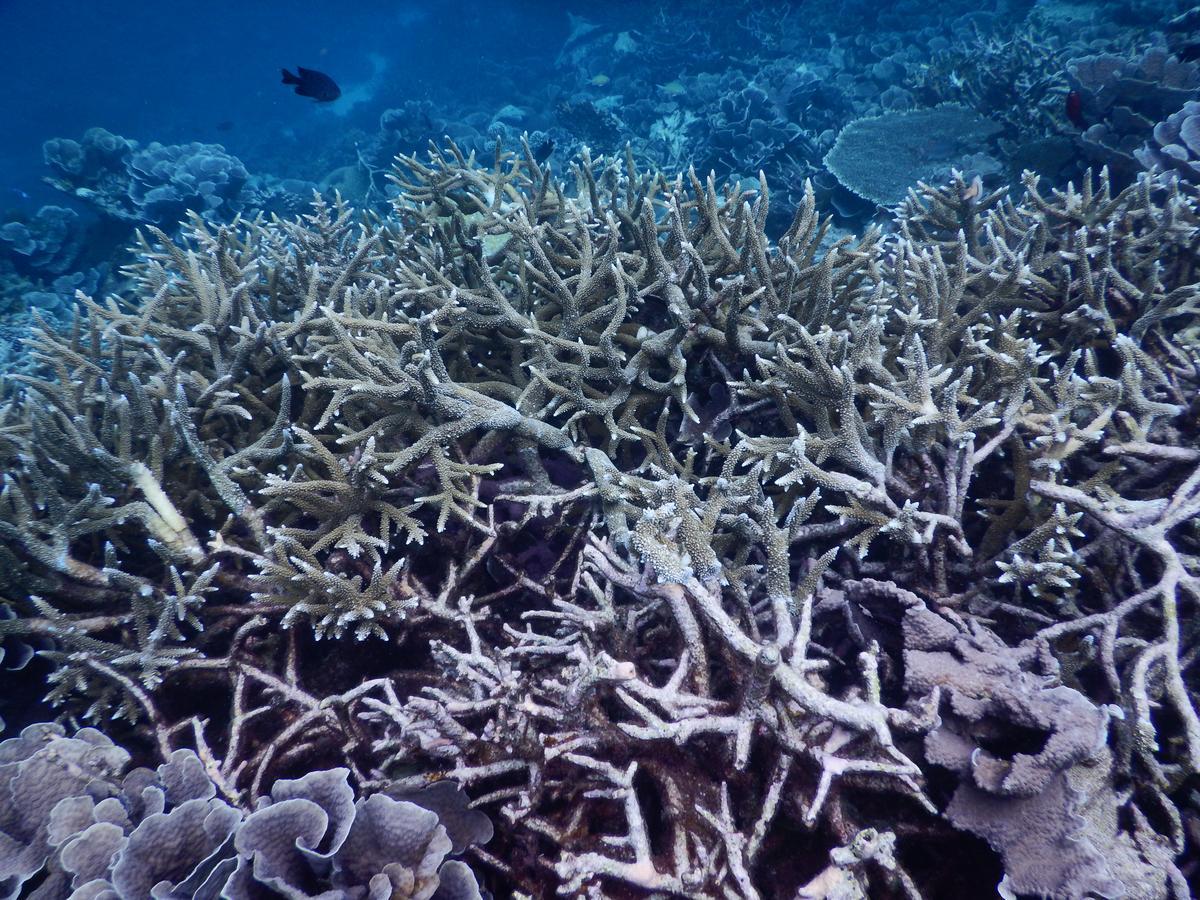 Отель Equa Reef Maldives Атолл Адду Экстерьер фото