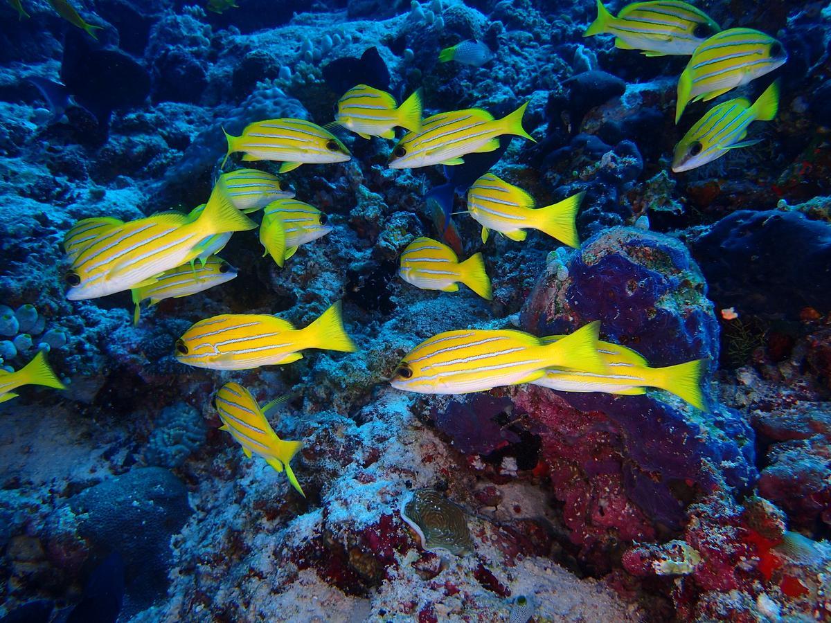 Отель Equa Reef Maldives Атолл Адду Экстерьер фото