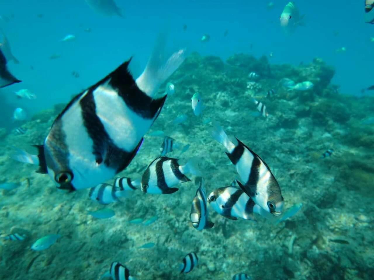 Отель Equa Reef Maldives Атолл Адду Экстерьер фото