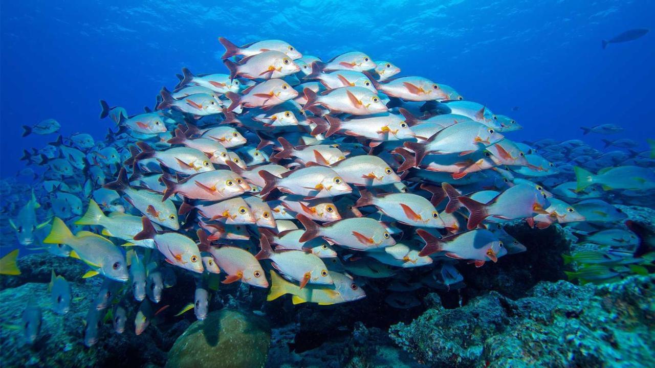 Отель Equa Reef Maldives Атолл Адду Экстерьер фото